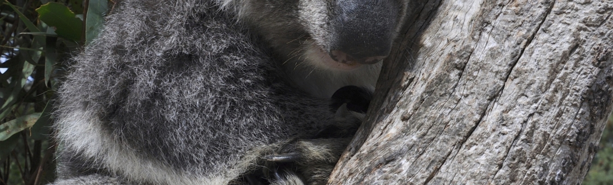 Koalabär im Wings Wildlife Park, Tasmanien, Australien