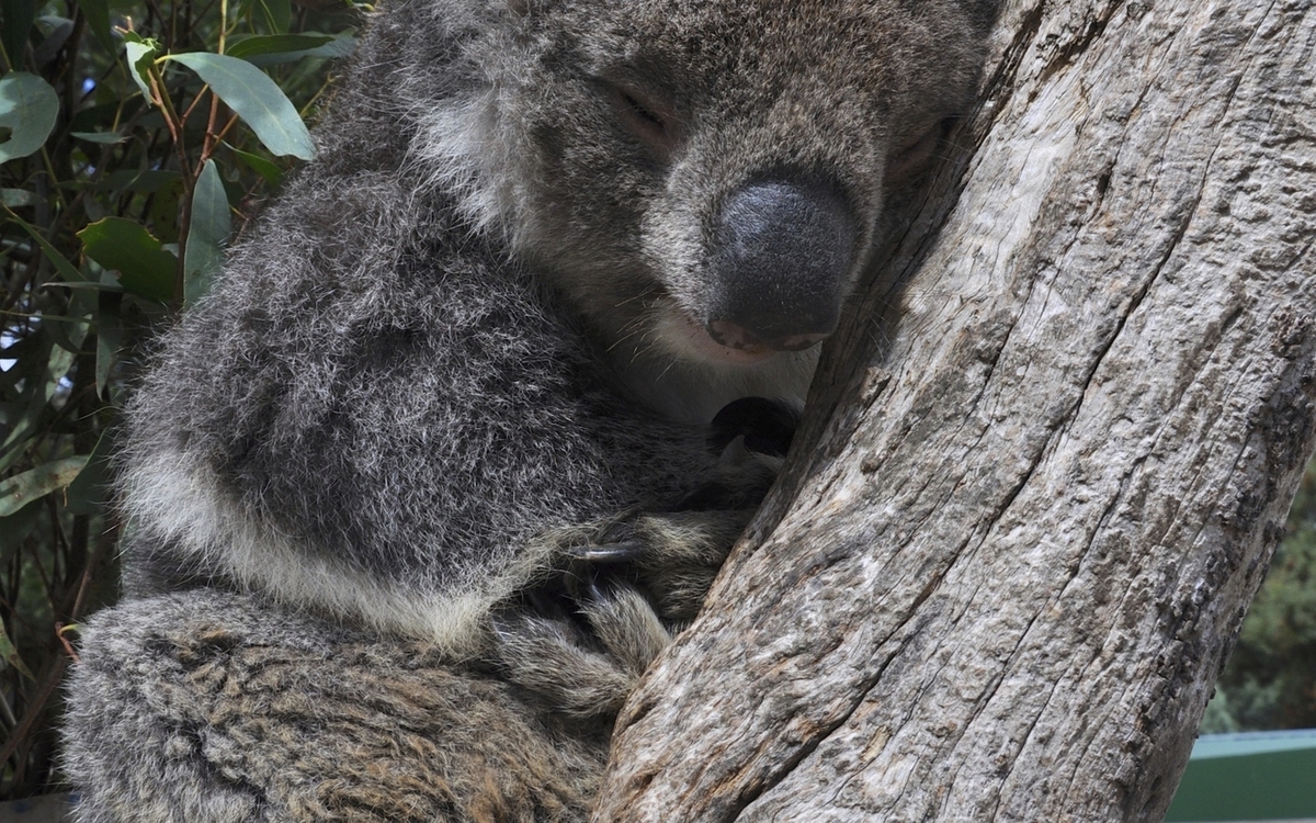 Koalabär im Wings Wildlife Park, Tasmanien, Australien