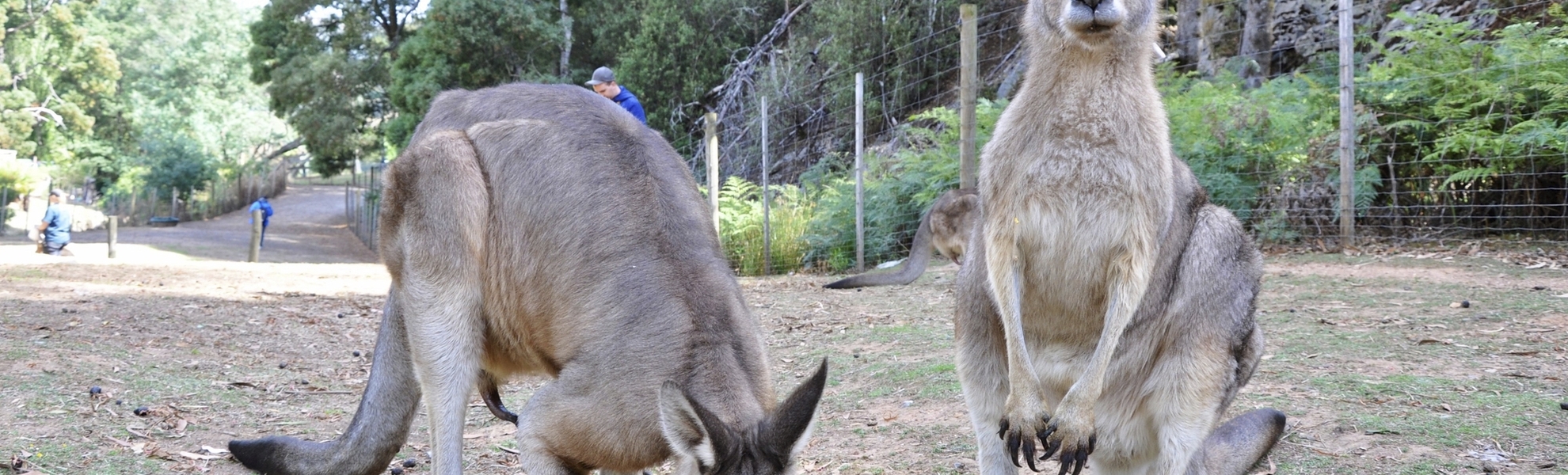 Kängurus in Tasmanien, Australien