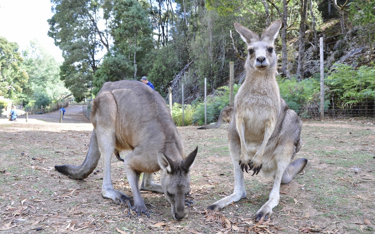 Kängurus in Tasmanien, Australien