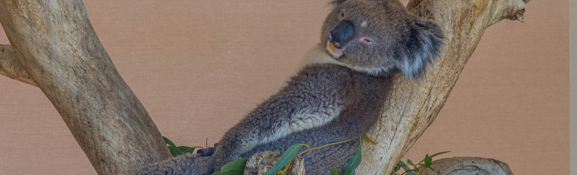 Koala im Cleland Wildlife Park, Adelaide, Australien