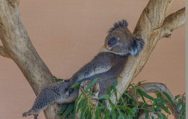 Koala im Cleland Wildlife Park, Adelaide, Australien