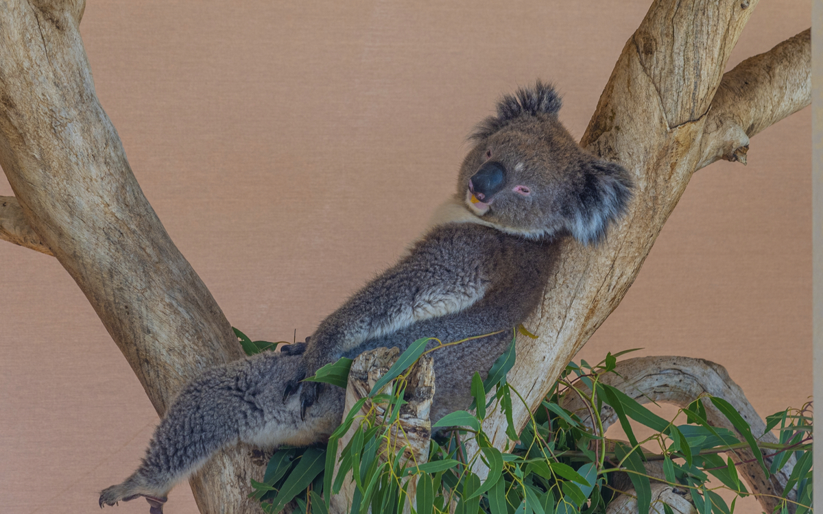 Koala im Cleland Wildlife Park, Adelaide, Australien