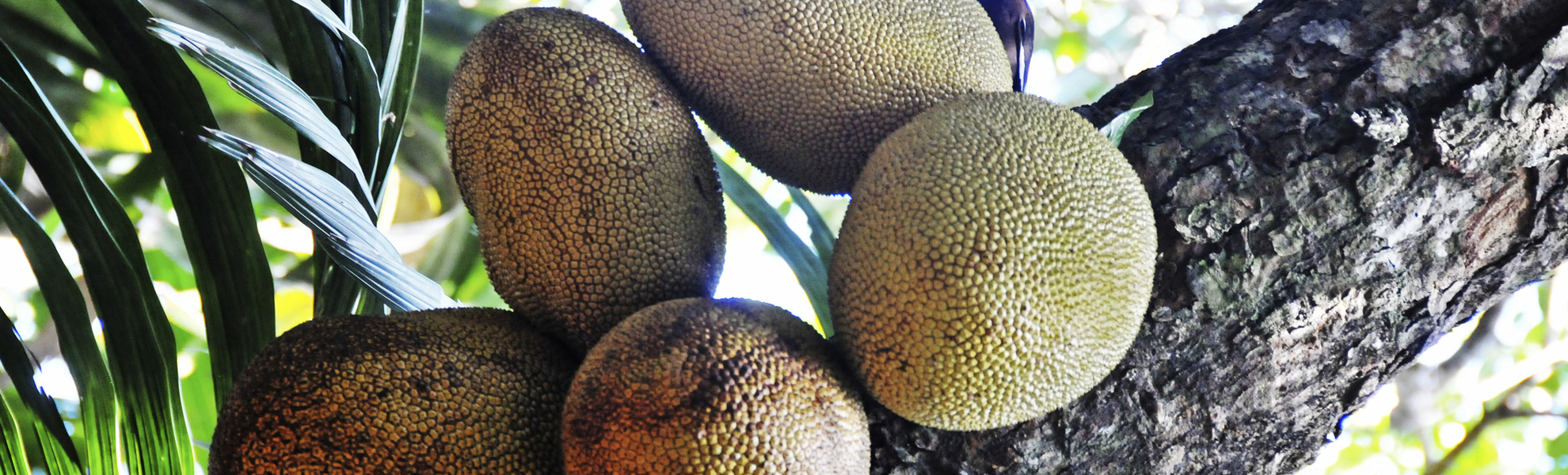 Früchte auf Praslin, Seychellen
