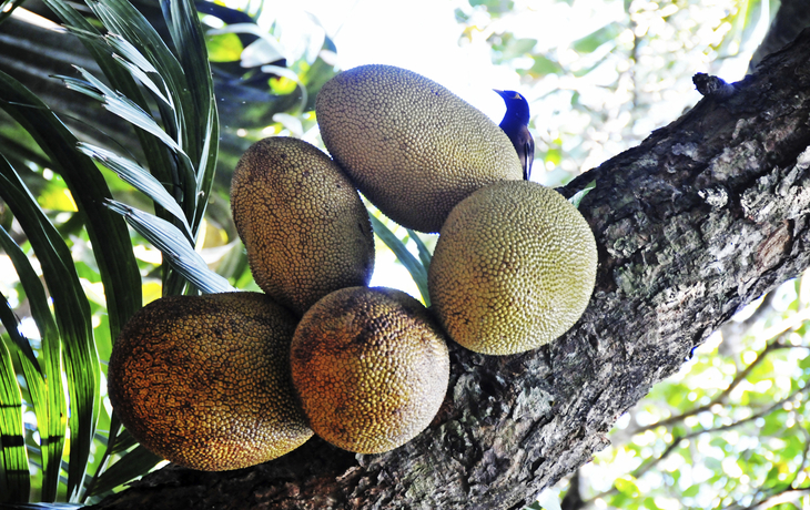 Früchte auf Praslin, Seychellen