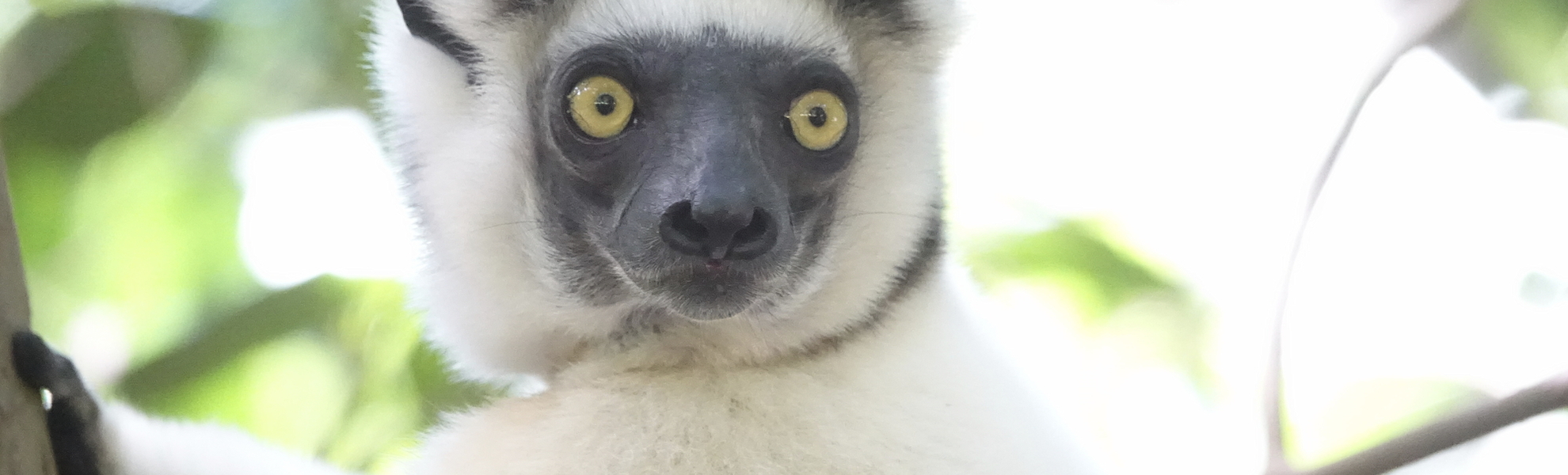 Madagaskar