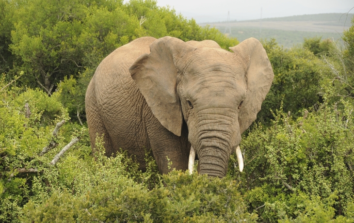 Elefant in Port Elizabeth, Südafrika