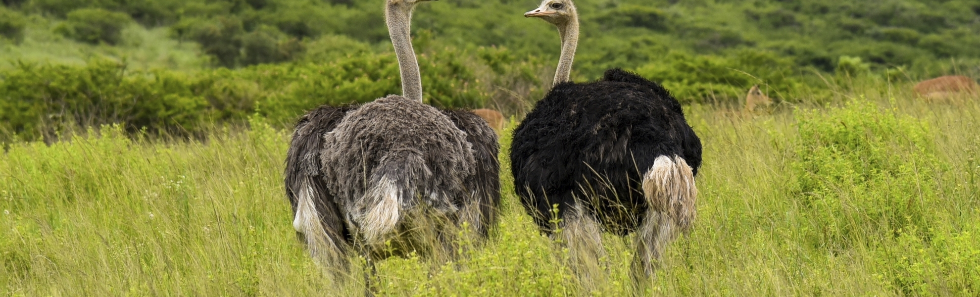 Südafrikas Tierwelt