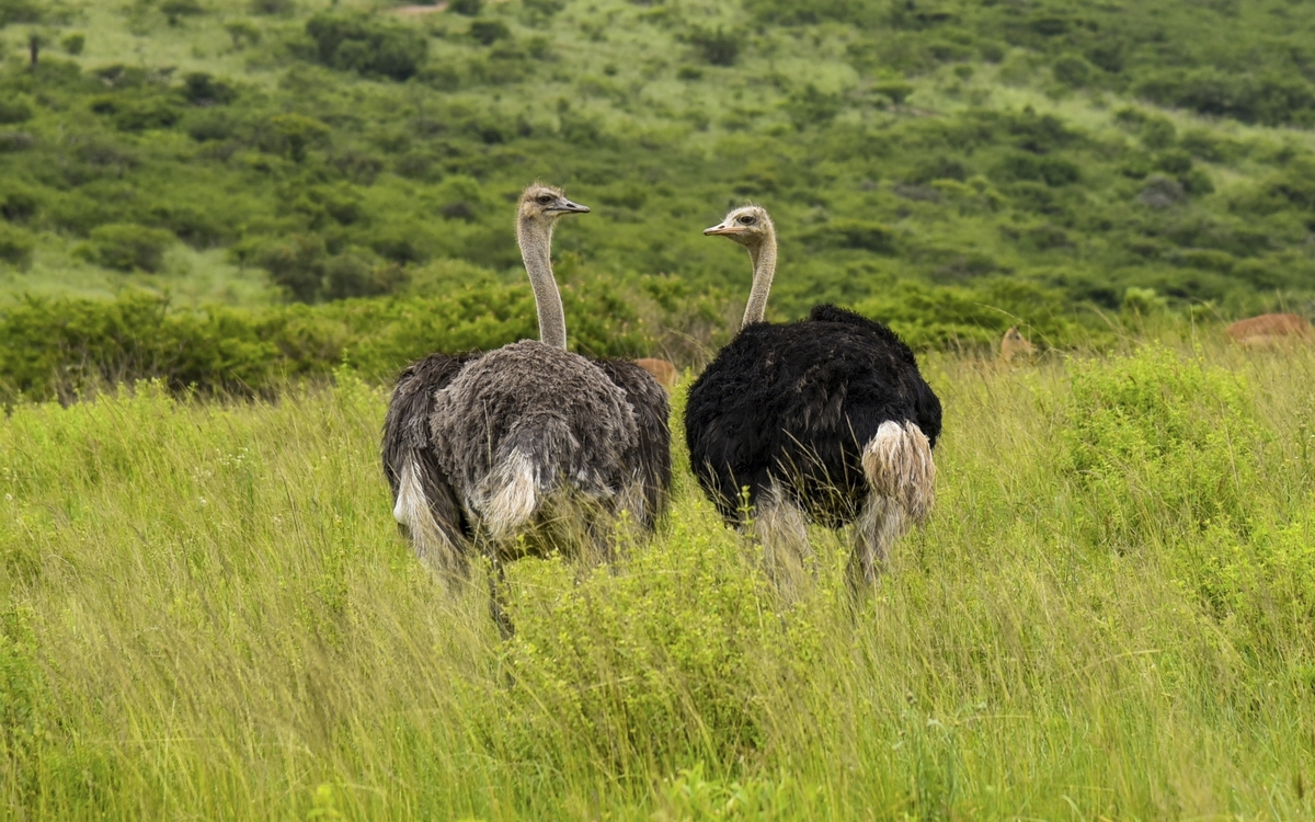 Südafrikas Tierwelt