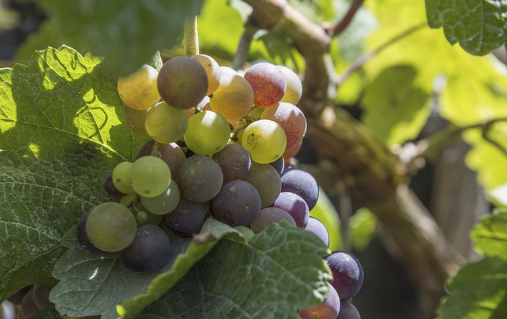 Weinrebe in Teneriffa, Spanien