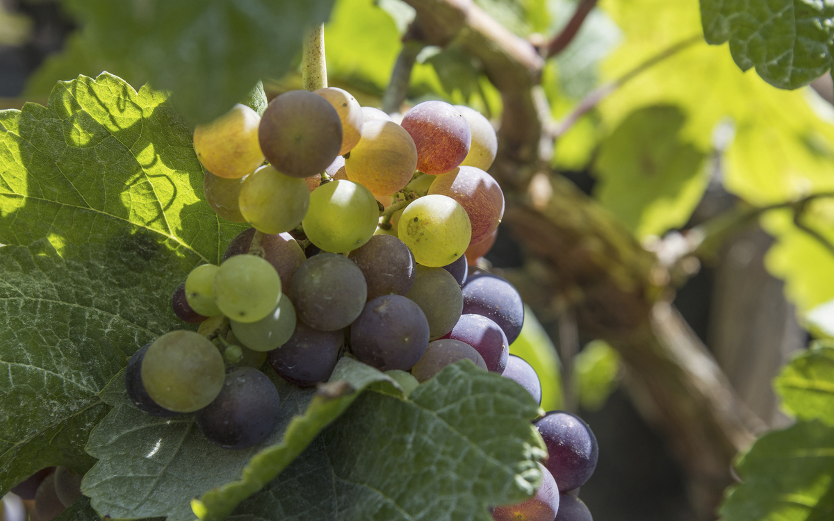 Weinrebe in Teneriffa, Spanien