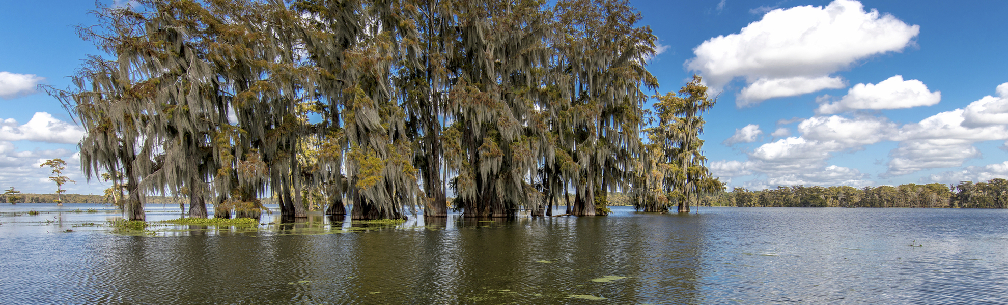 Mangroven in Louisiana, USA