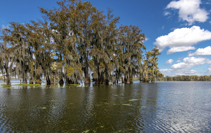 Mangroven in Louisiana, USA