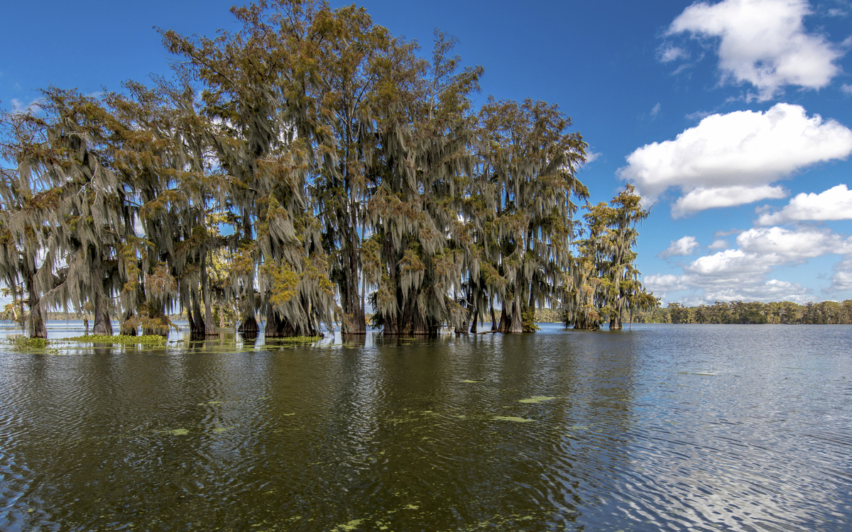 Mangroven in Louisiana, USA