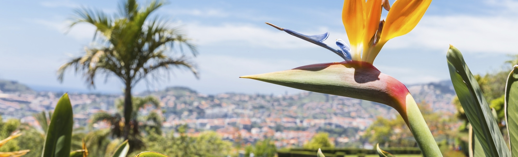 Strelitzie mit Blick auf Funchal auf Madeira, Portugal