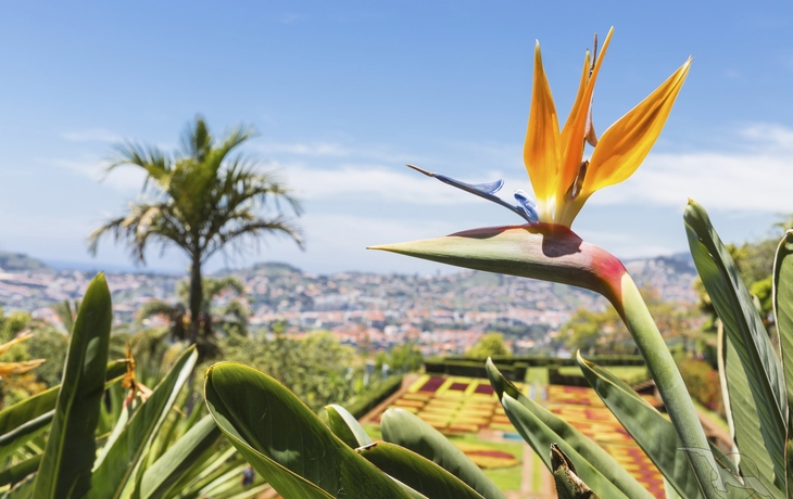 Strelitzie mit Blick auf Funchal auf Madeira, Portugal