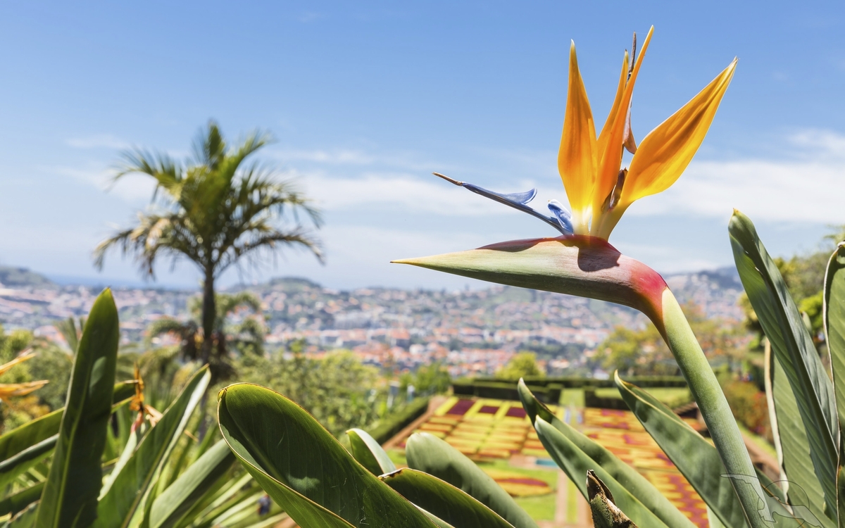 Strelitzie mit Blick auf Funchal auf Madeira, Portugal