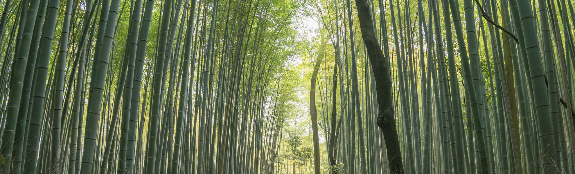 Arashiyama in Kyoto, Japan