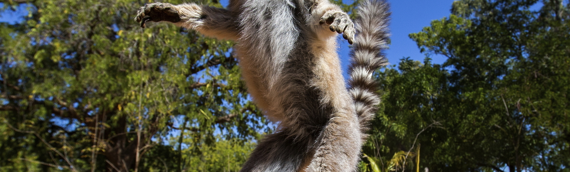 Insel der Lemuren, Madagaskar