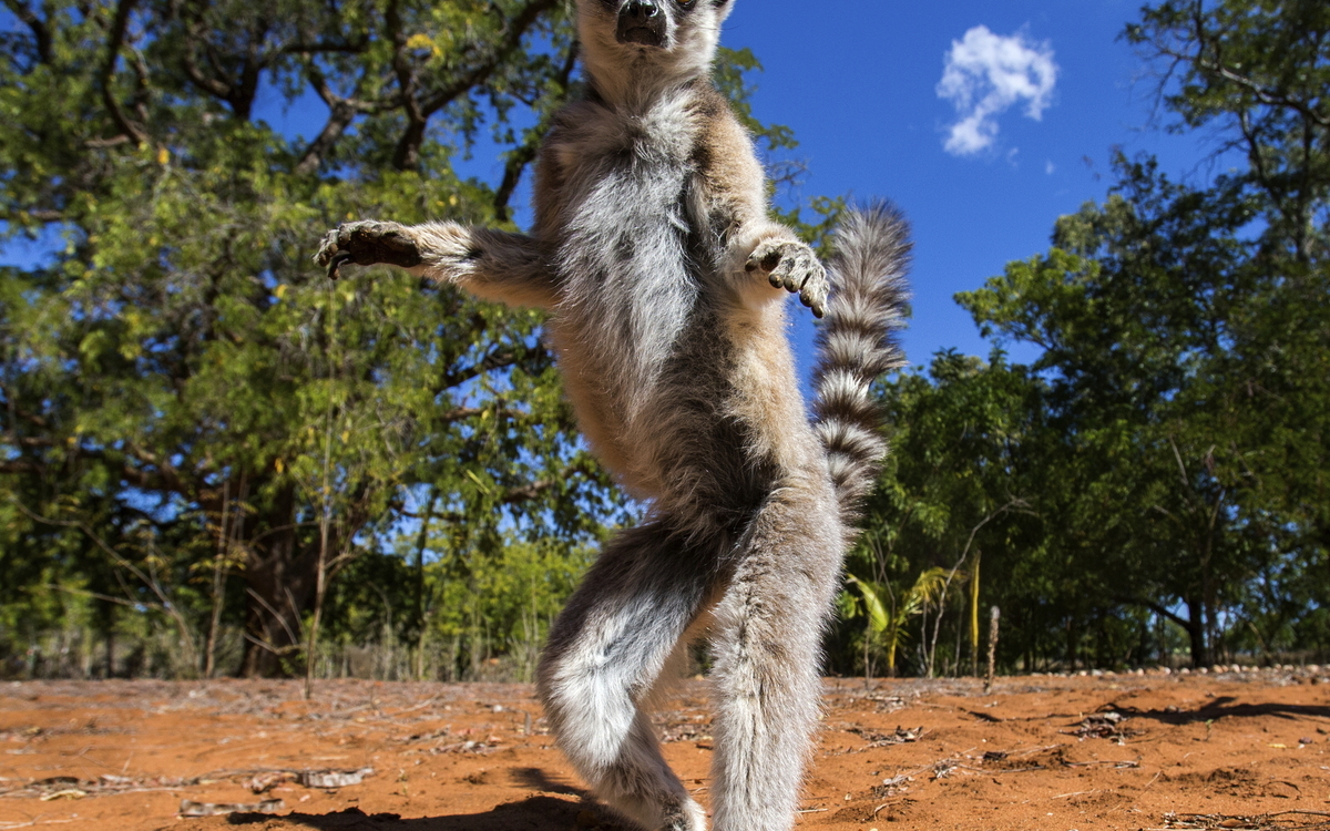 Insel der Lemuren, Madagaskar