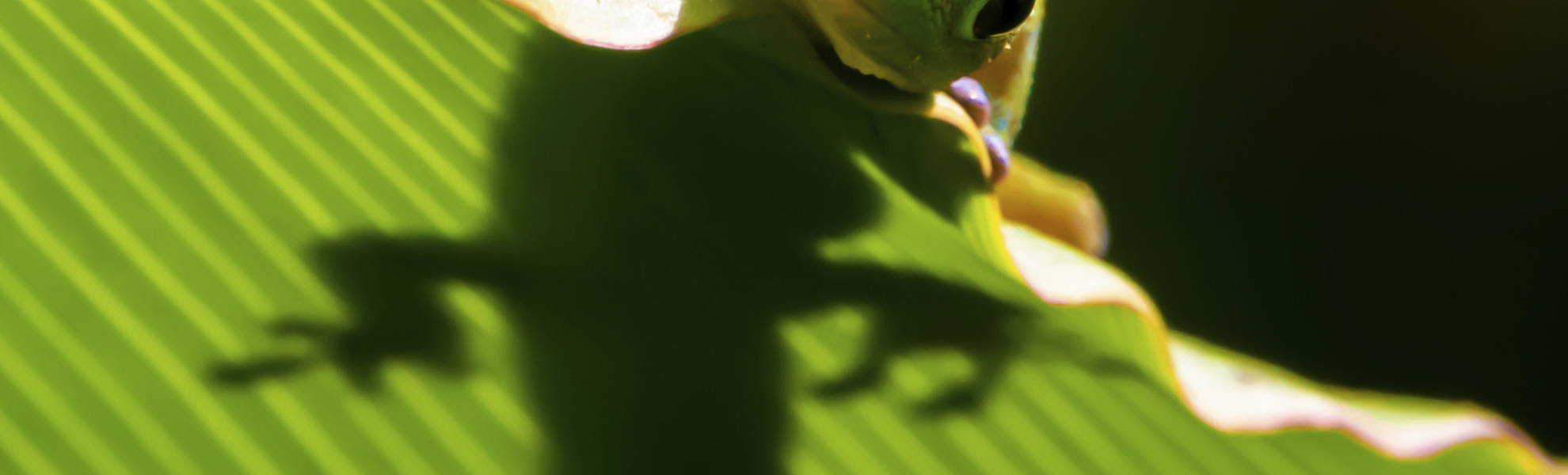 Gecko auf einem Blatt