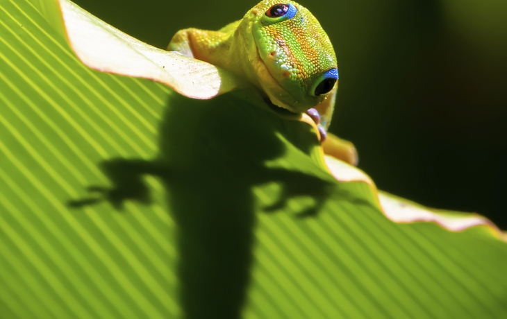 Gecko auf einem Blatt
