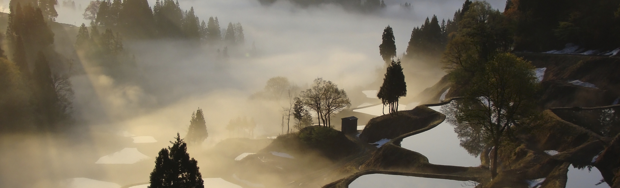 Niigata, Reisterassen