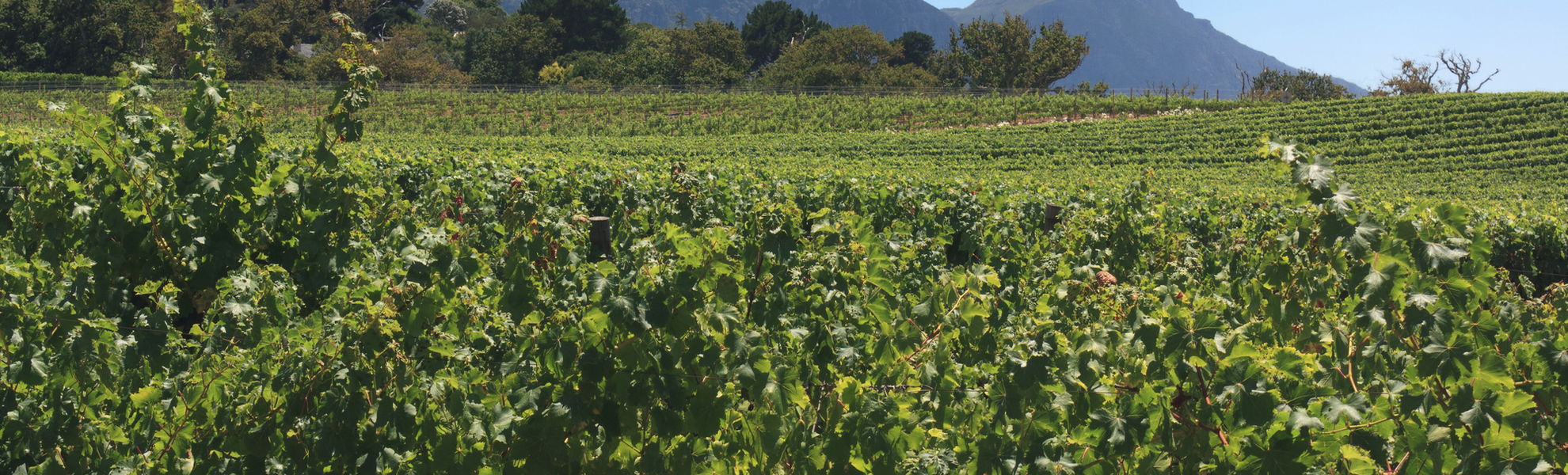 Weinanbau in Constantia, Südafrika