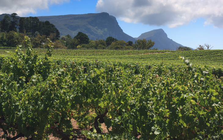 Weinanbau in Constantia, Südafrika