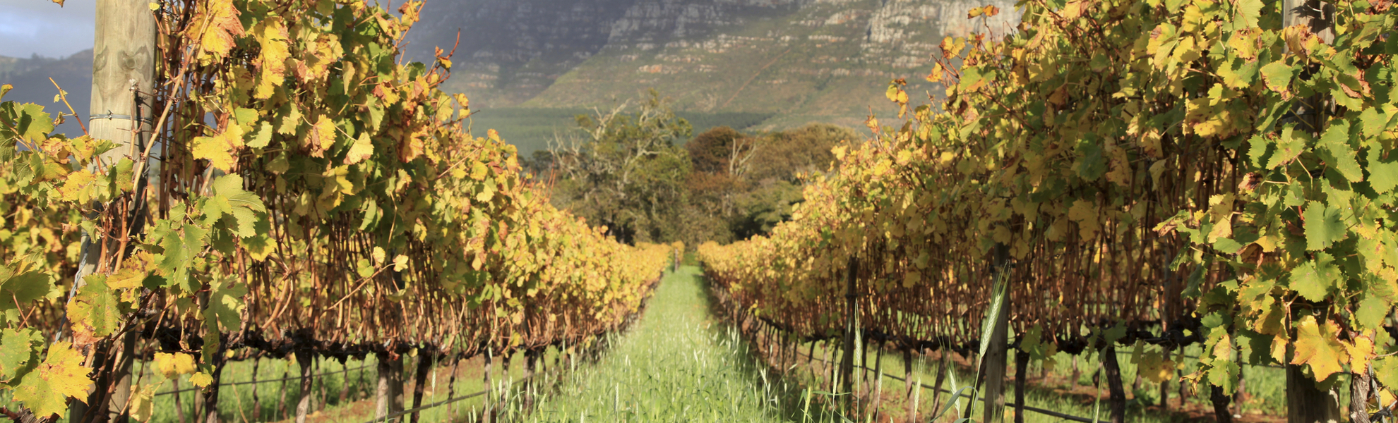 Weinanbau nahe Kapstadt, Südafrika