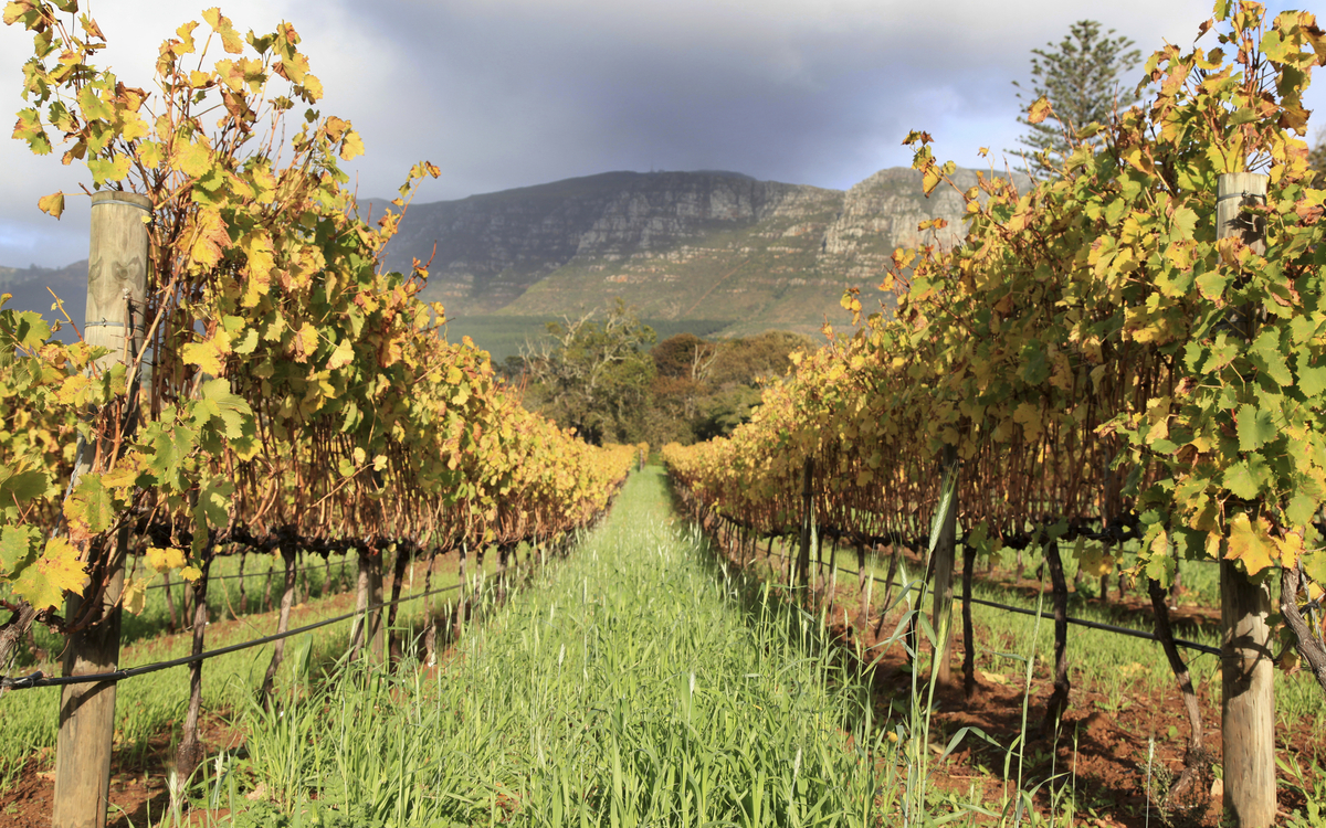 Weinanbau nahe Kapstadt, Südafrika