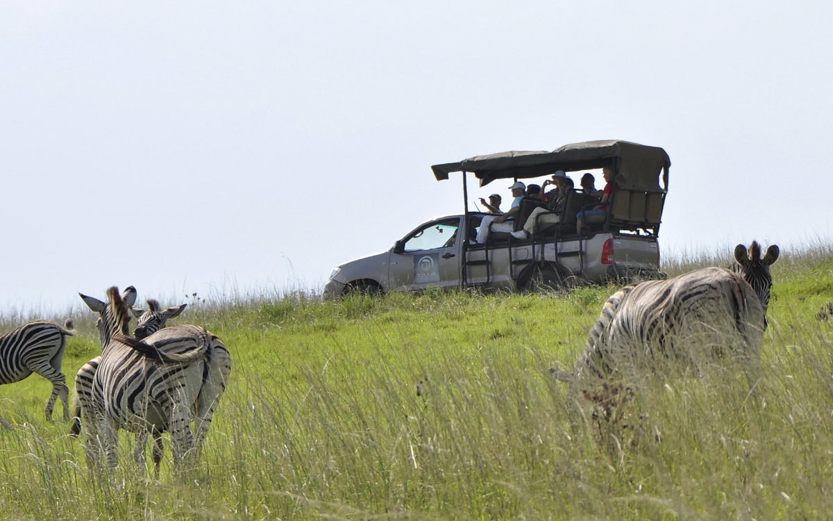 Zebras im Tala Wildreservat in Durban, Südafrika