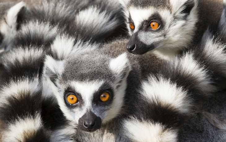 Lemuren, Madagaskar