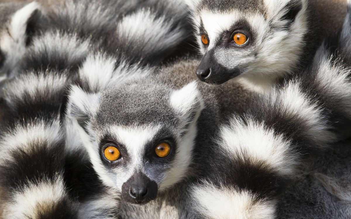 Lemuren, Madagaskar