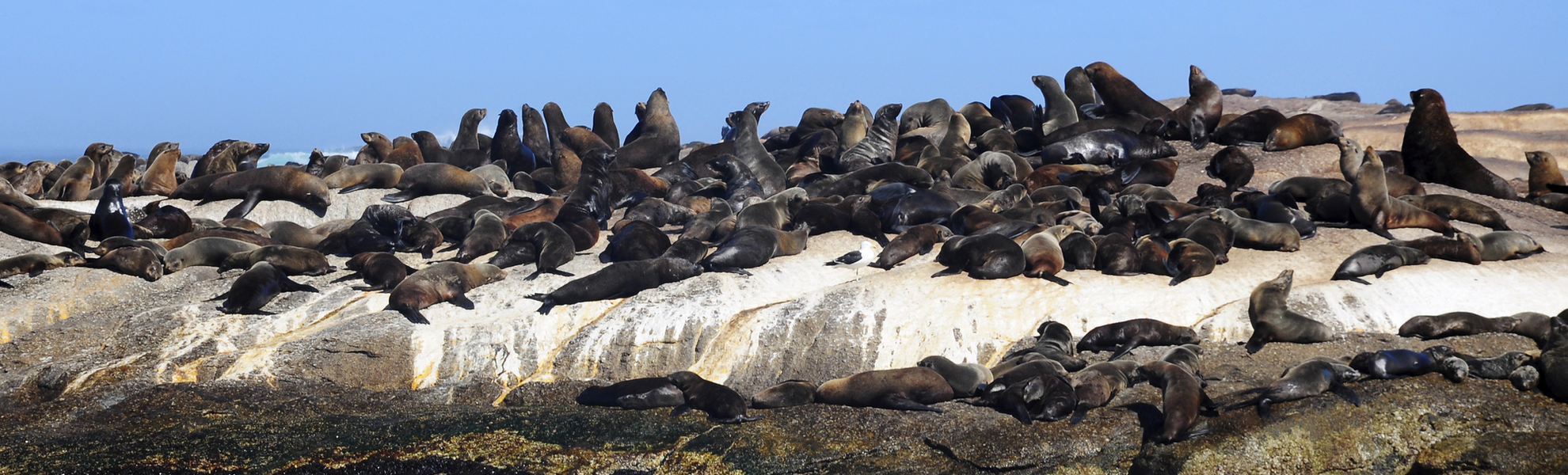Seelöwen in der Harbour Bay in Kapstadt, Südafrika
