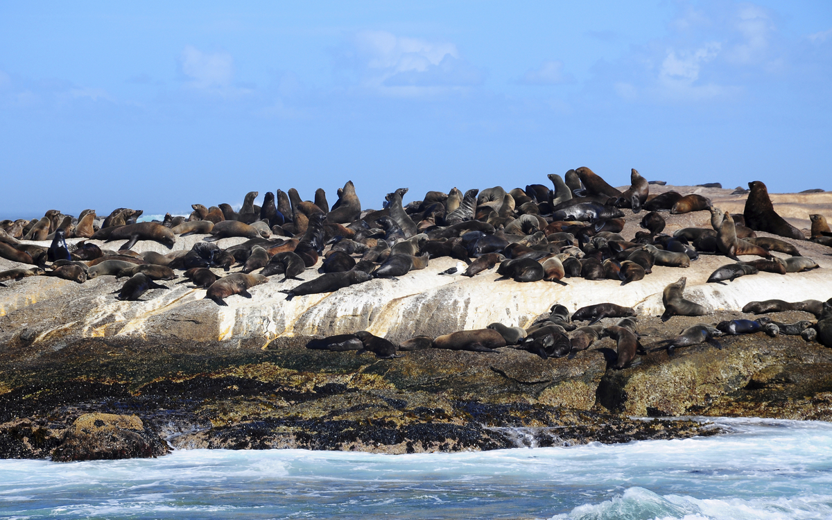 Seelöwen in der Harbour Bay in Kapstadt, Südafrika