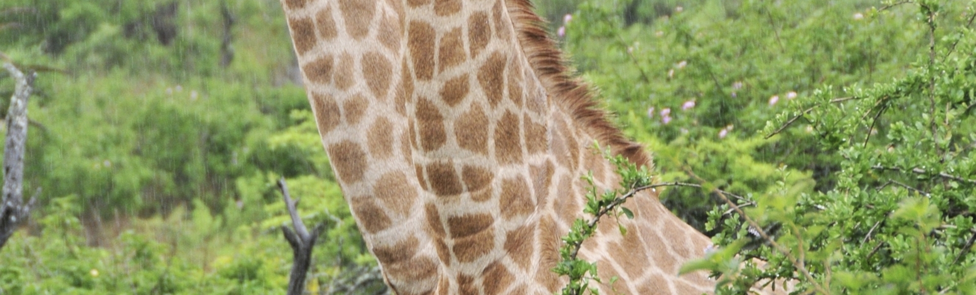 Giraffen in Südafrika