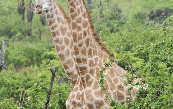 Giraffen in Südafrika