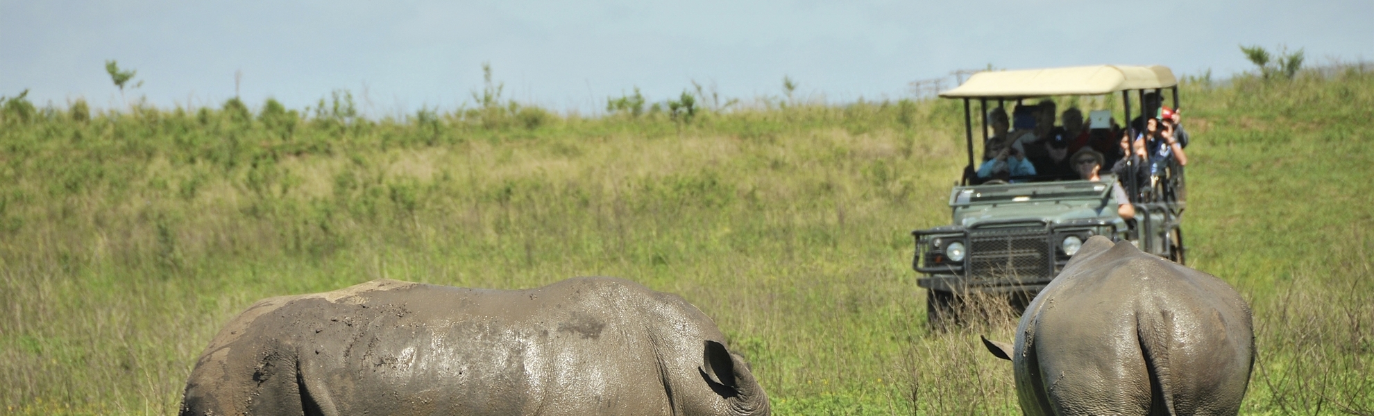 Nilpferde in Südafrika