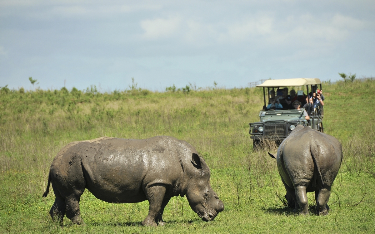 Nilpferde in Südafrika