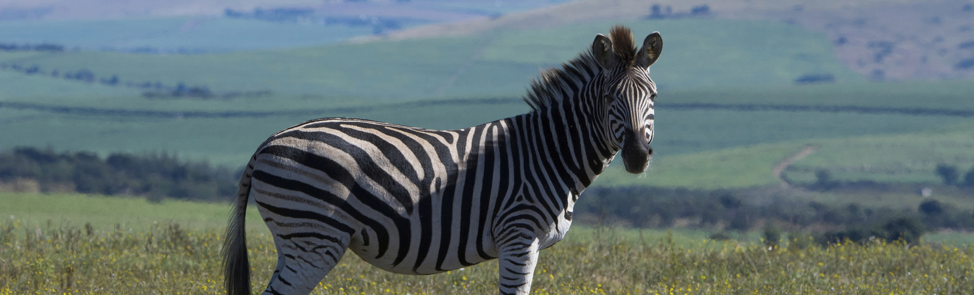 Tala Wildreservat, Südafrika