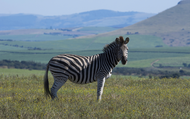 Tala Wildreservat, Südafrika