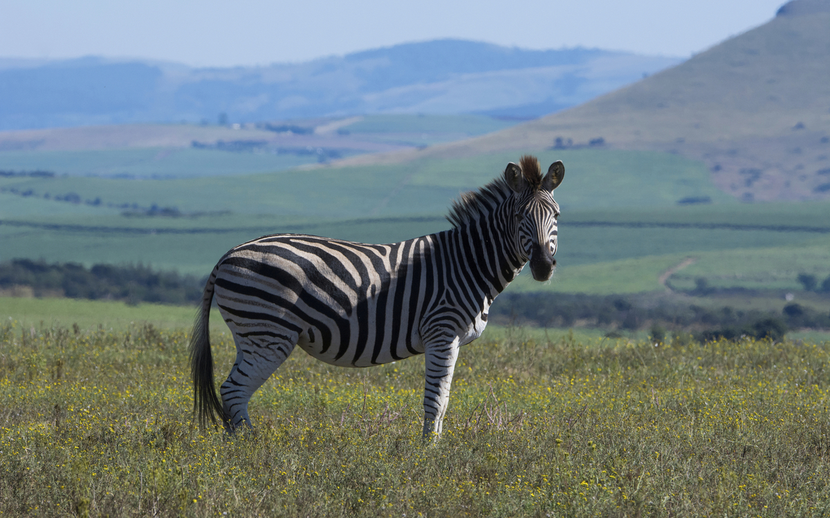 Tala Wildreservat, Südafrika