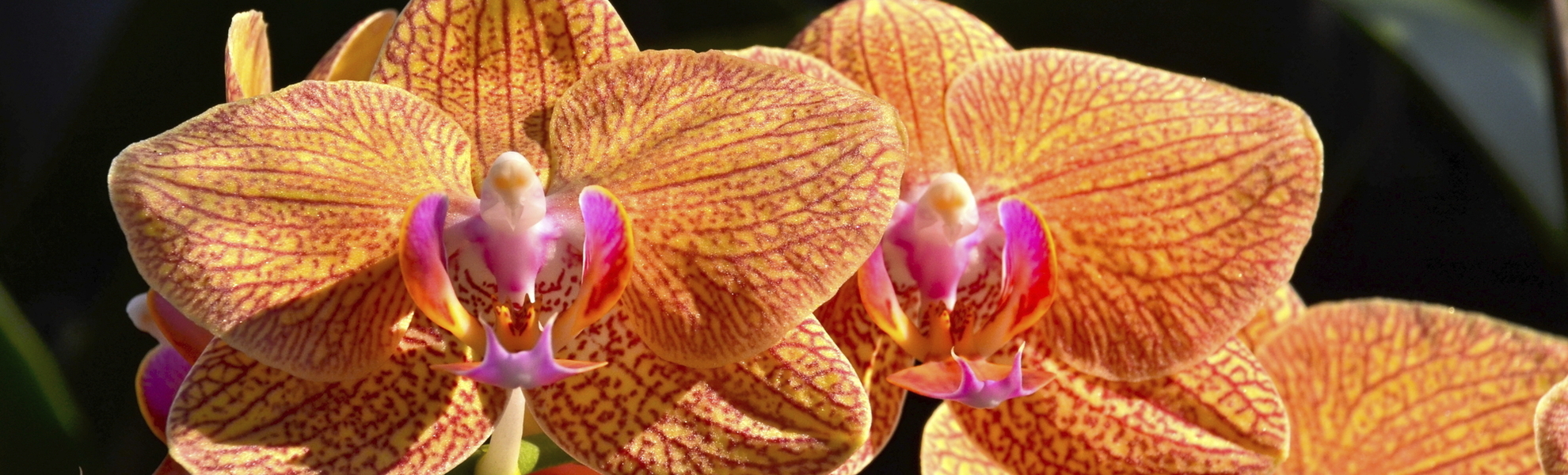 Orchideen im botanischen Garten in Singapur