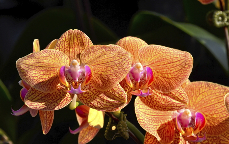 Orchideen im botanischen Garten in Singapur