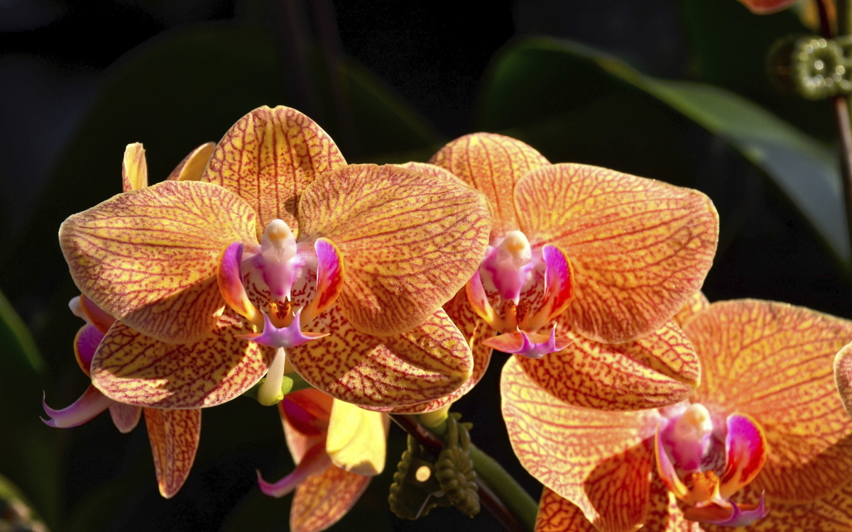 Orchideen im botanischen Garten in Singapur