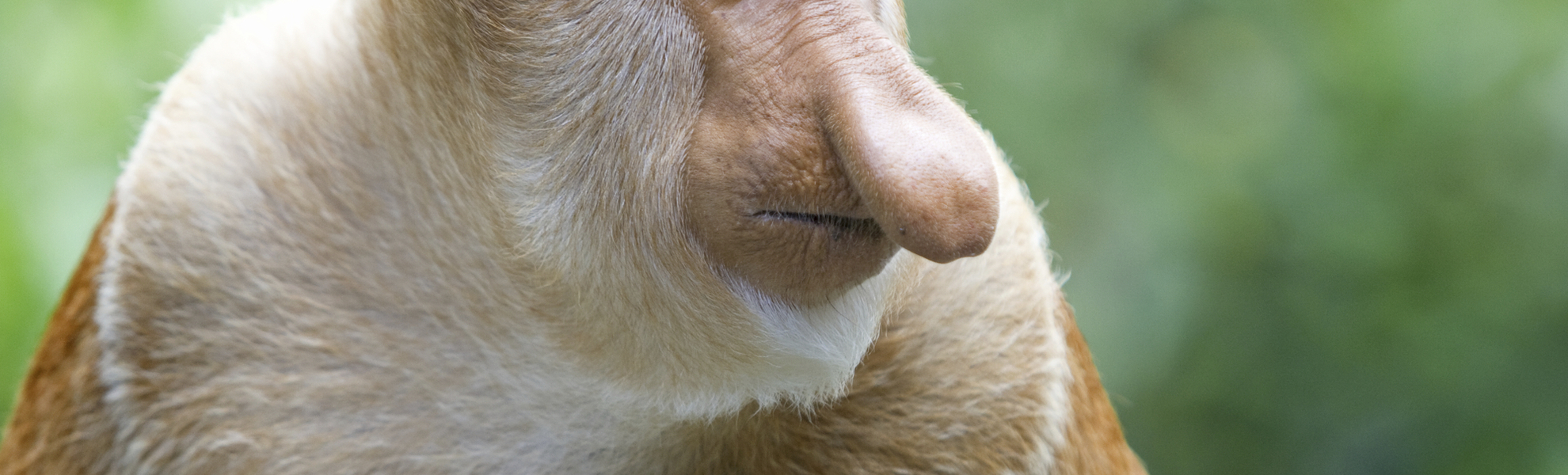 Borneo, Kota Kinabalu Nationalpark