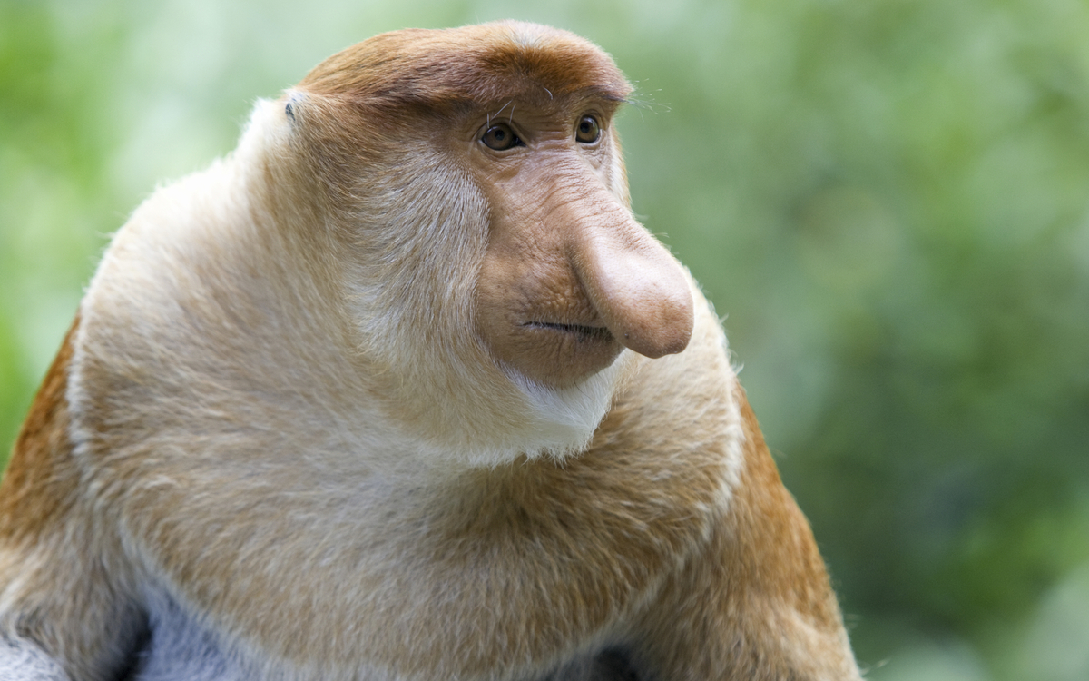 Borneo, Kota Kinabalu Nationalpark