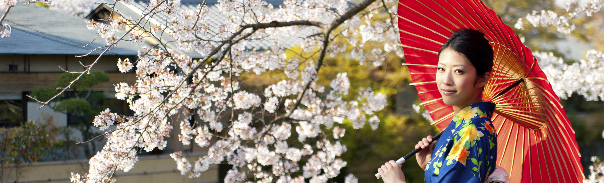 Kirschbluetenbaum, Japan