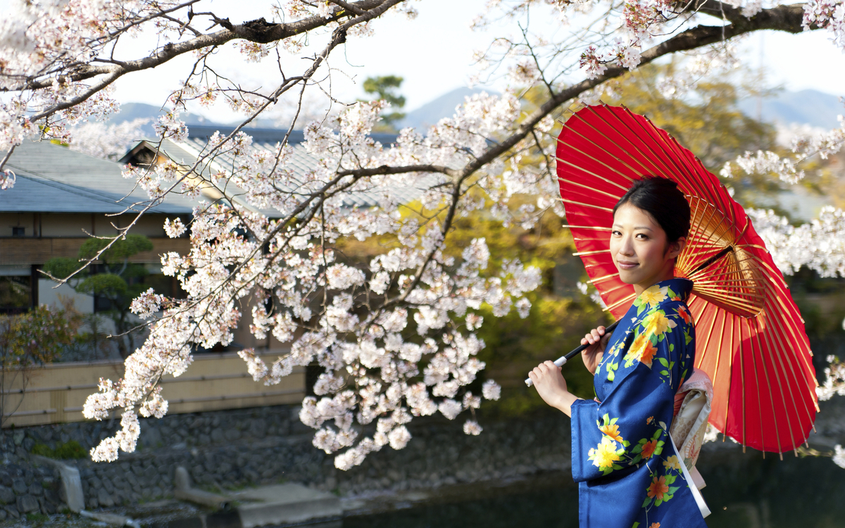 Kirschbluetenbaum, Japan